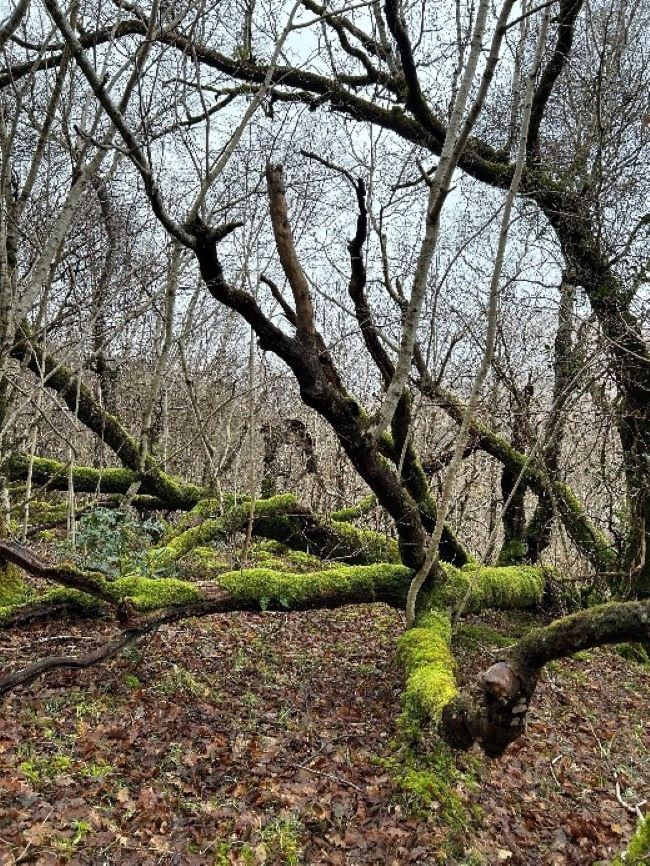 Woodland