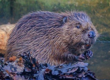 beaver thumbnail